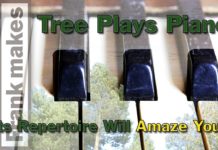 Tree Plays Piano. Its Repertoire Will Amaze You!