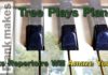 Tree Plays Piano. Its Repertoire Will Amaze You!
